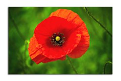 Obraz na stenu ZS - bez pomeru strán